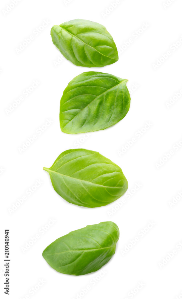 Fresh green basil leaves on white background Fresh green basil leaves on white background
