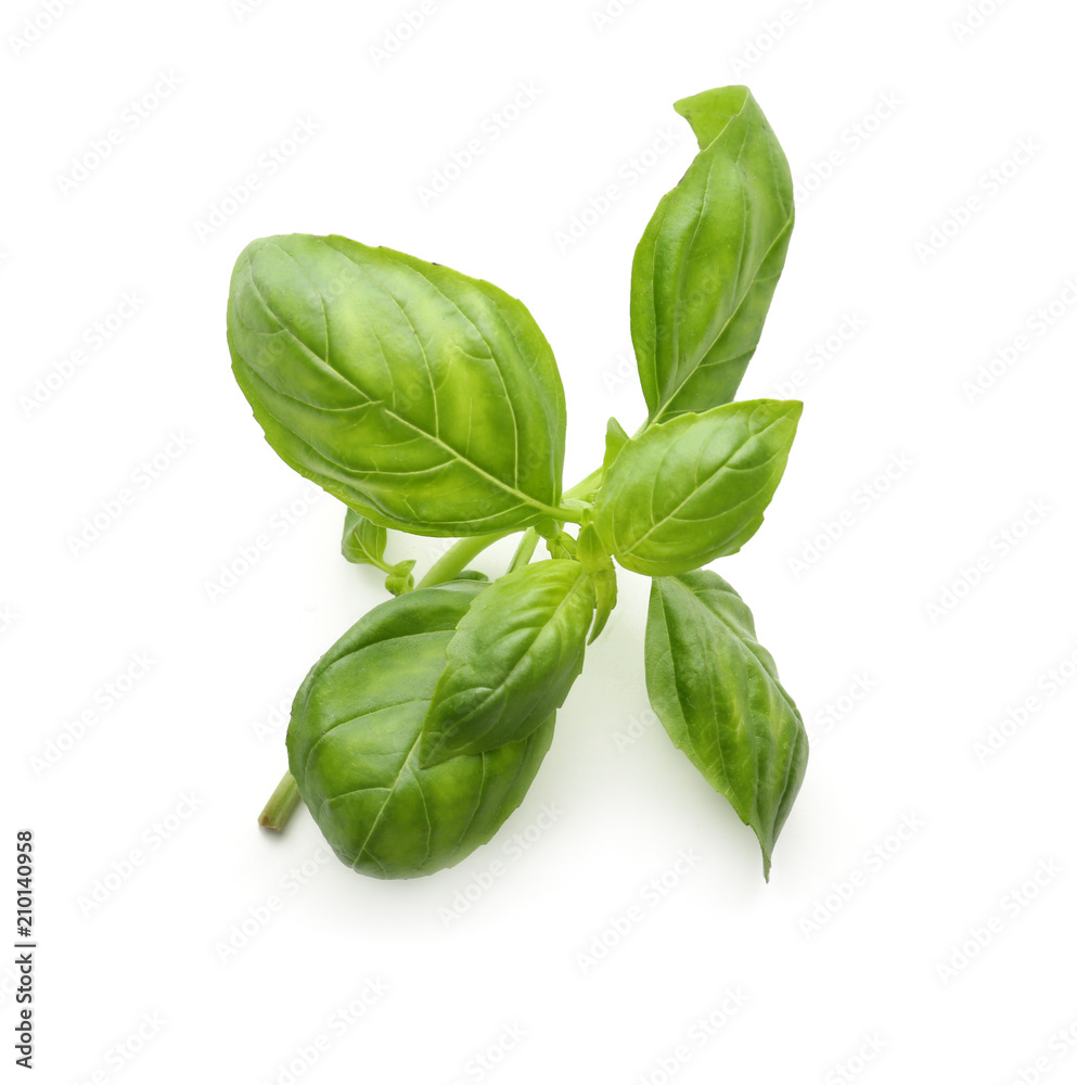 Fresh green basil on white background Fresh green basil on white background