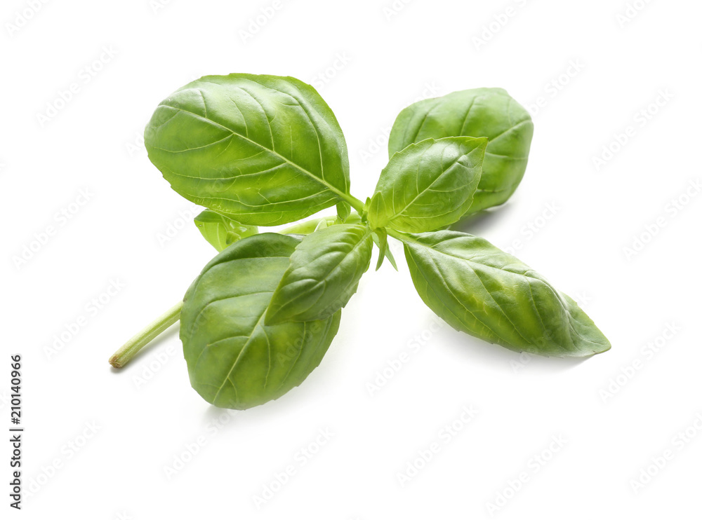 Fresh green basil on white background Fresh green basil on white background