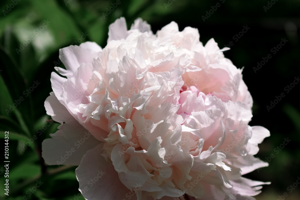 Close-up of a pink peony illuminated by the sun rays in a garden Close-up of a pink peony illuminated by the sun rays in a garden