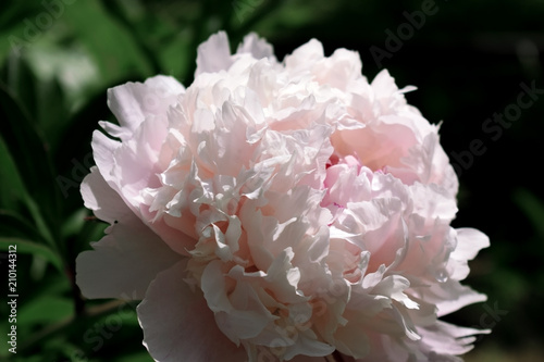 Fototapeta Naklejka Na Ścianę i Meble -  Close-up of a pink peony illuminated by the sun rays in a garden 