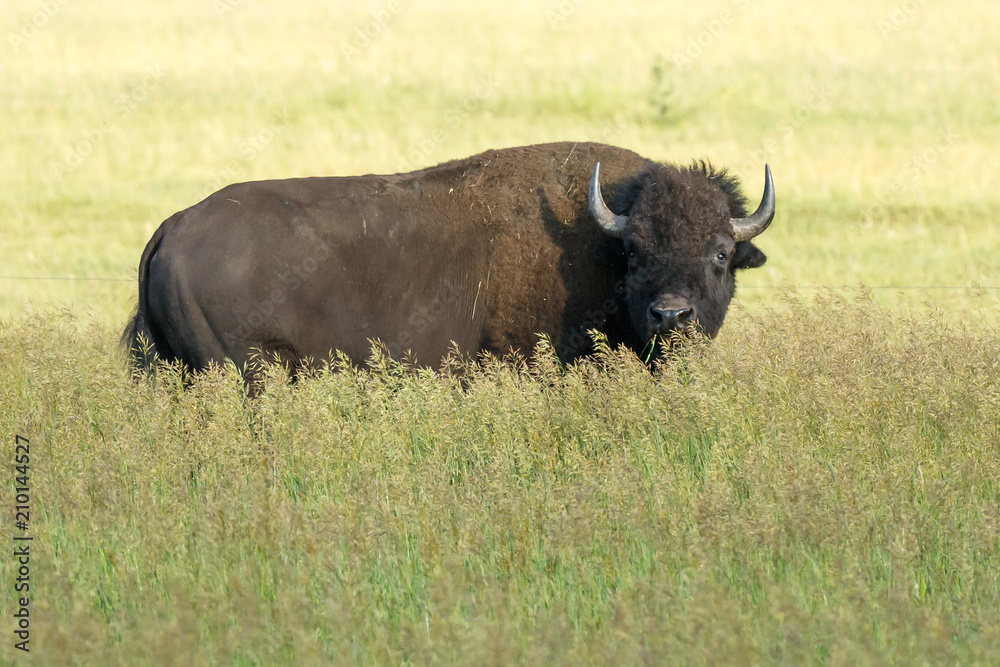 American Bison in Grand Teton National Park