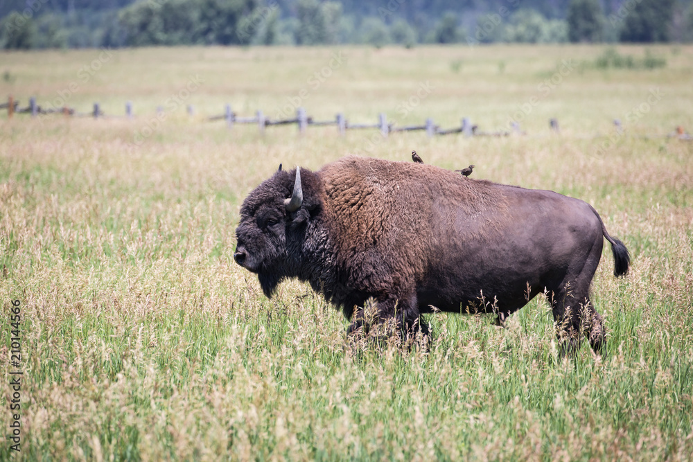 American Bison in Grand Teton National Park