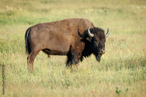 Fototapeta Naklejka Na Ścianę i Meble -  American Bison in Grand Teton National Park