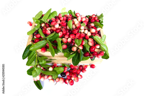Fruit Thai - Carunda or Karonda - It is a plant with a shrubbery 2-3 meters tall, The flowers are small, white with a bouquet. Spear flower petals Thumb up A bunch of bright red to black eatable.