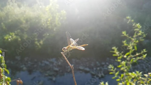 A little Dragongfly takes off towards the sunset. photo