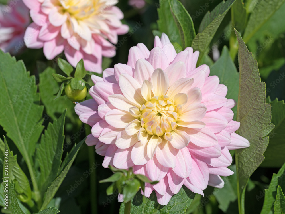 Obraz premium Blühende Dahlien