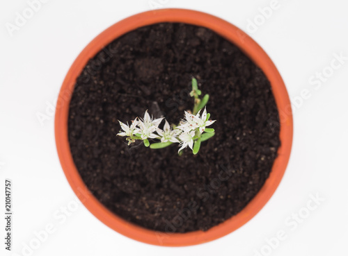small plant sprout in a pot on a white background