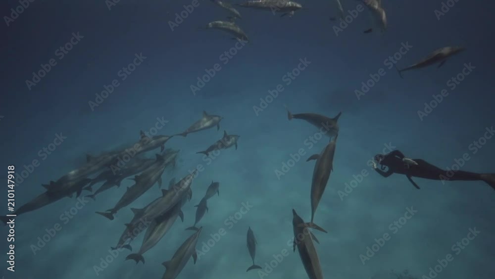 Spinner dolphins in clear water over a sandy ocean floor Spinner dolphins in clear water over a sandy ocean floor