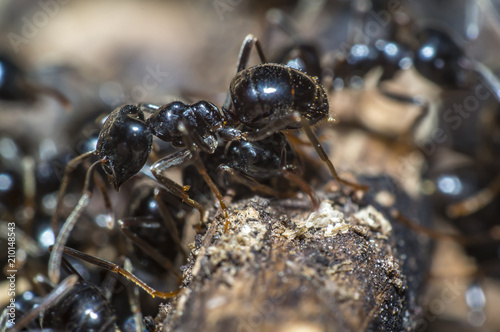 small black shiny ants on an old tree © Mario Plechaty