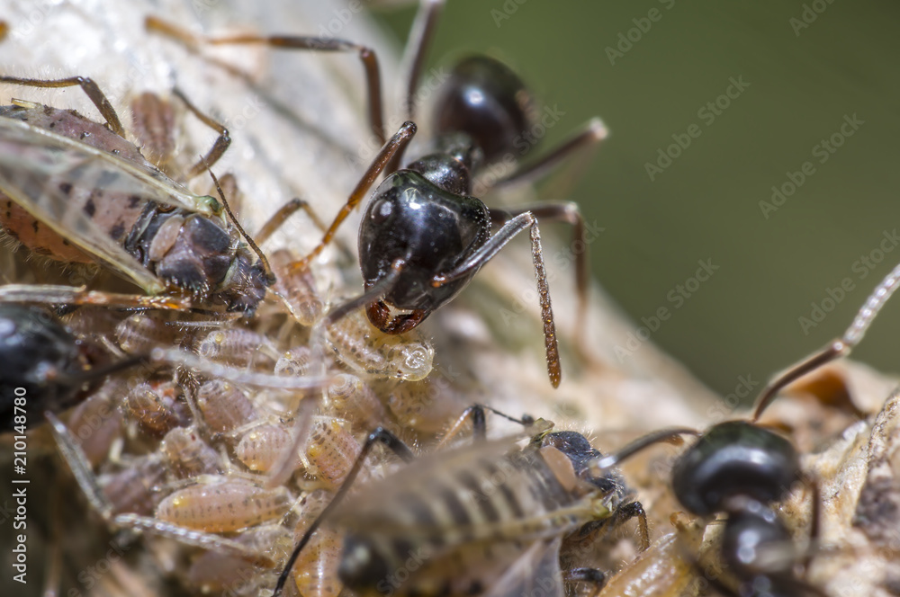 small black shiny ants milking aphids on an old tree small black shiny ants milking aphids on an old tree