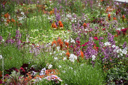 bunte Blumenwiese photo