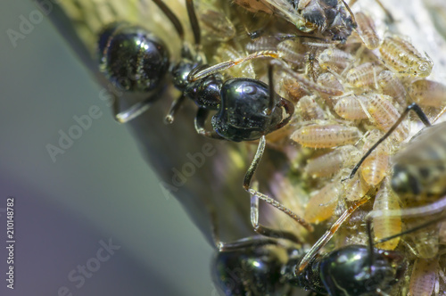 small black shiny ants milking aphids on an old tree