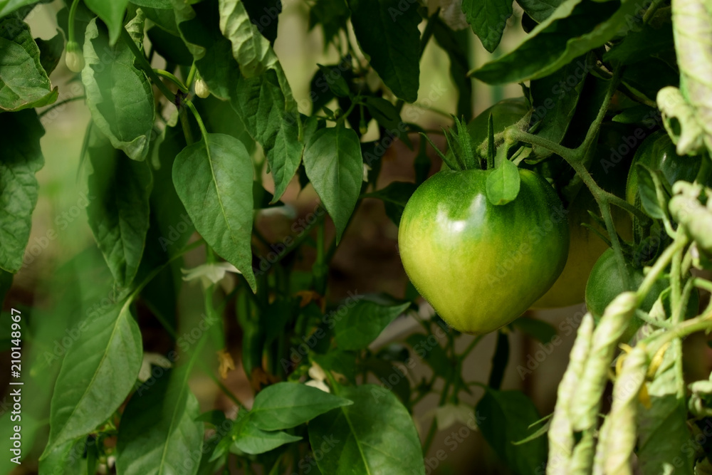 Green tomato is ripening on a branch under the sun rays Green tomato is ripening on a branch under the sun rays