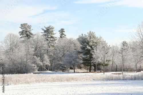 Wallpaper Mural Ice covered trees Torontodigital.ca