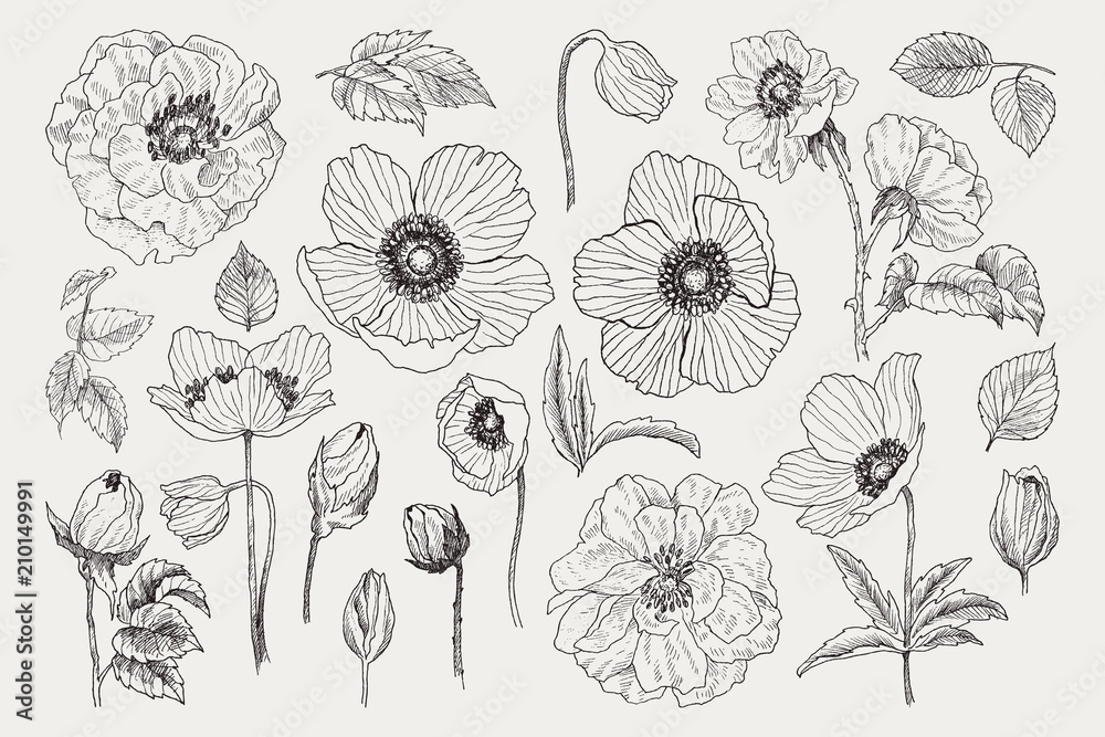 Fototapeta premium Big set of monochrome vintage flowers vector elements, Botanical flower decoration shabby chic illustration wild roses and anemone, poppy isolated natural floral wildflowers leaves and twigs.