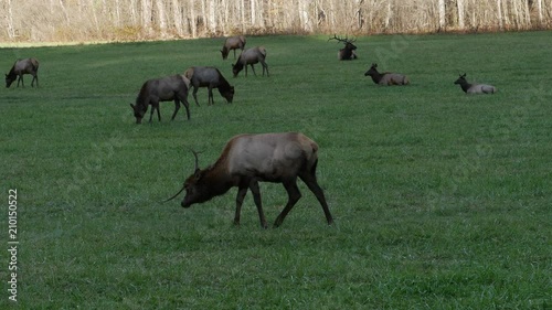 Elk heard grazing in Great Smoky Mountains National Park