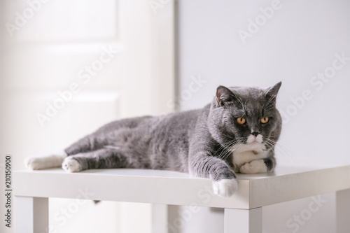 The British short hair cat lying on the table