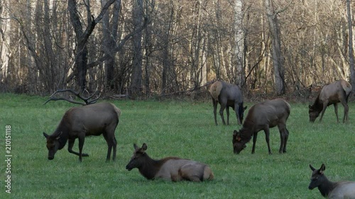 Elk heard grazing in Great Smoky Mountains National Park