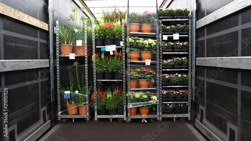 Obraz na płótnie Open delivery truck loaded with pot plants pallets . There is a loading to the truck trailer w salonie