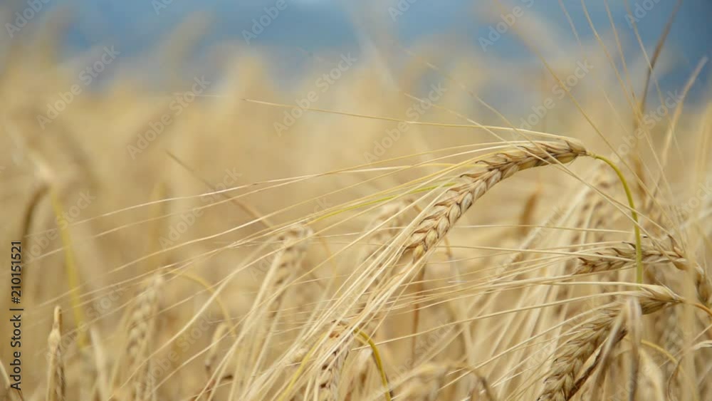Wheat ears slowly moving in the wind. Closeup of the single wheat ear. Wheat ears slowly moving in the wind. Closeup of the single wheat ear.