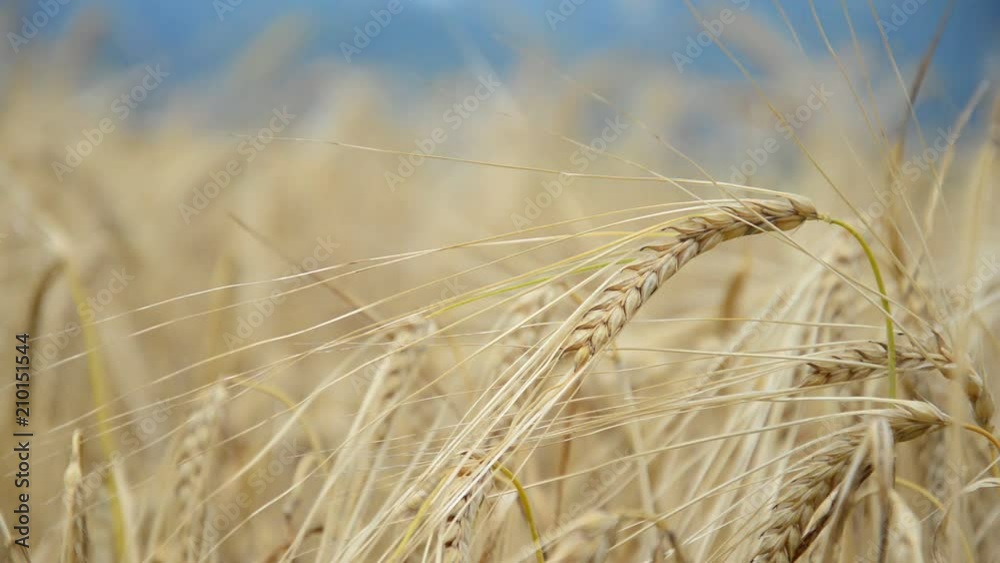Wheat ears slowly moving in the wind. Closeup of the single wheat ear. Wheat ears slowly moving in the wind. Closeup of the single wheat ear.