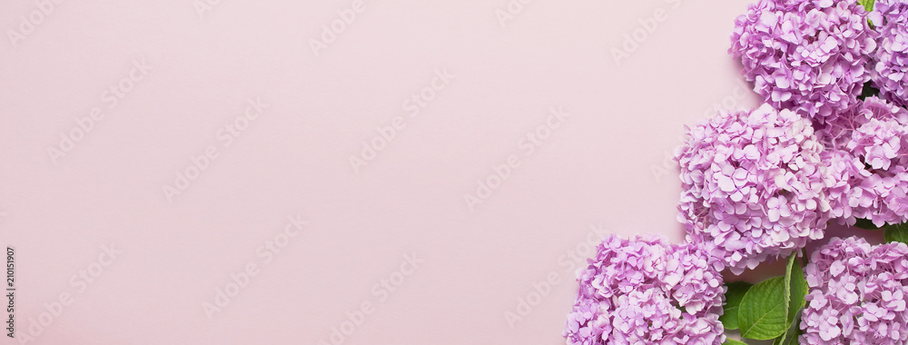 Lilac pink hydrangea flower on pastel pink flat lay background. Mothers Day, Birthday, Valentines Day, Women´s Day, celebration concept. Top view Floral background. Long format. - obrazy, fototapety, plakaty 
