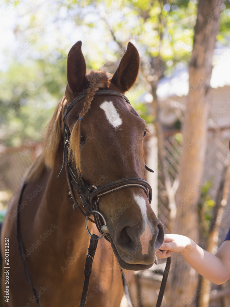 Obraz premium horse close-up on the field 1
