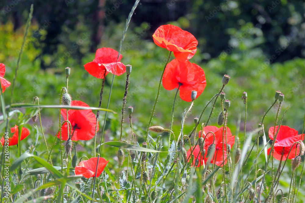 Fototapeta premium poppies in the field