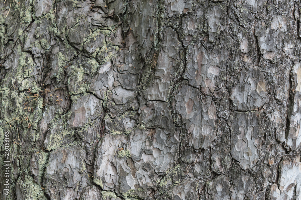 background of the bark of a pine tree. background of the bark of a pine tree.