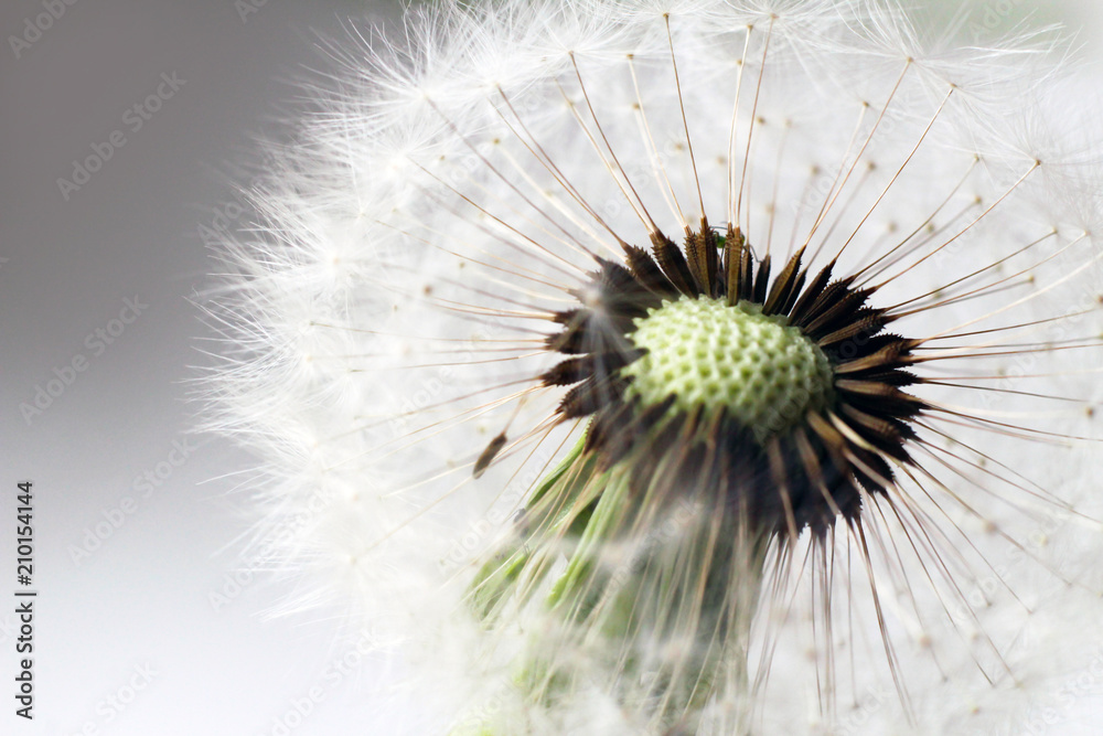 Close up of grown dandelion and dandelion seeds isolated on white background Close up of grown dandelion and dandelion seeds isolated on white background