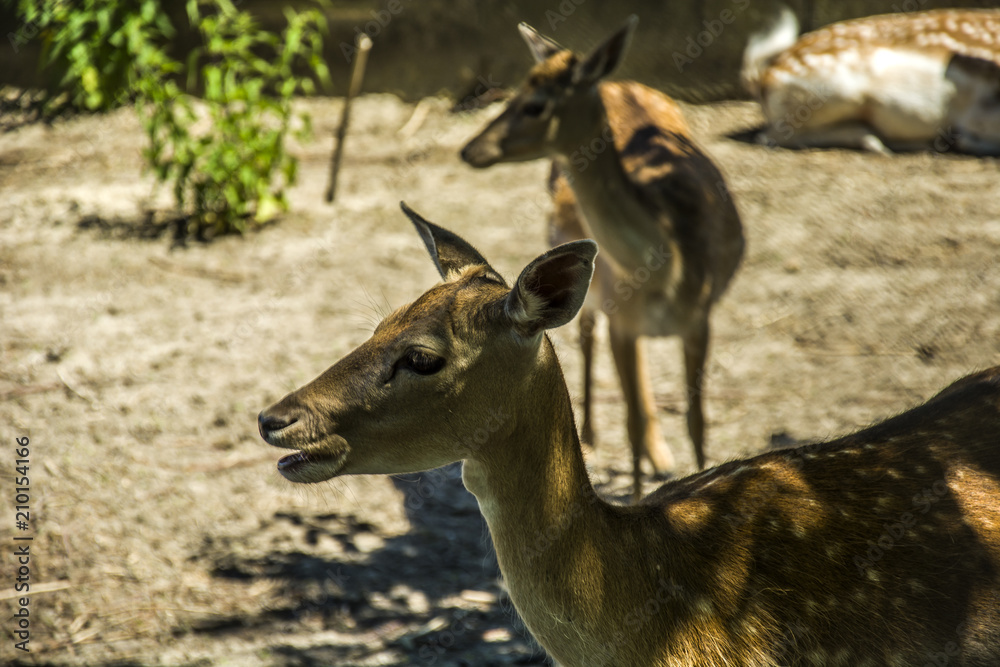 Eating vietnamese sika deer Eating vietnamese sika deer