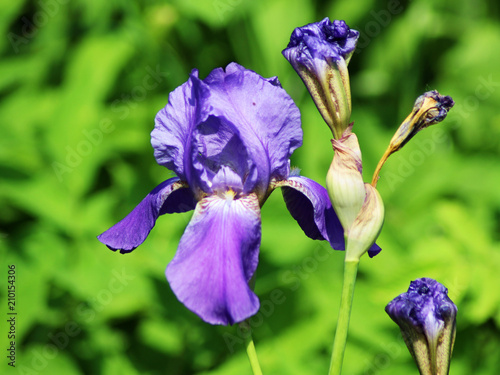 Close up of purple Japanese iris flowers photo