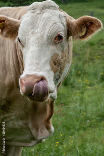 Wallpaper Mural glückliche Kuh Torontodigital.ca