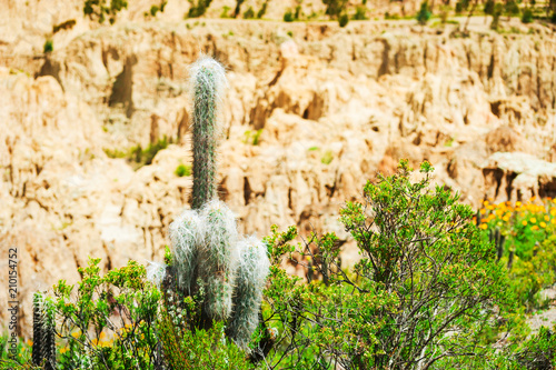 Cactus in the Moon Valley in La Paz, Bolivia. photo