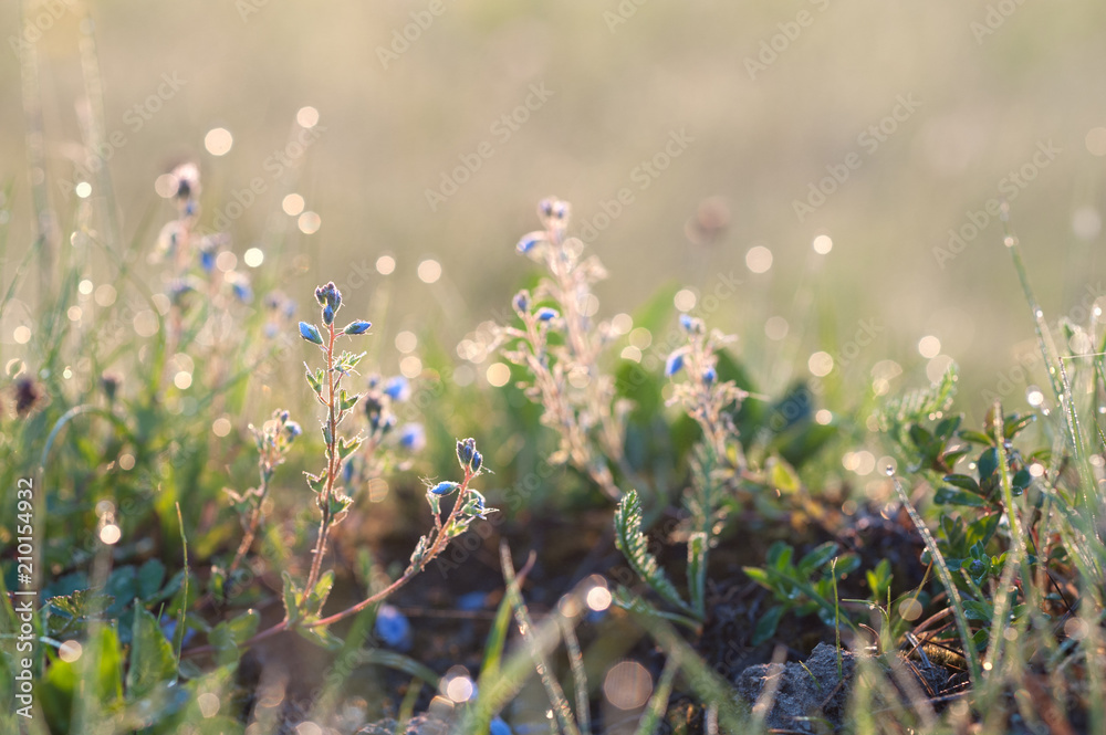 Fototapeta Meadow flowers with dew