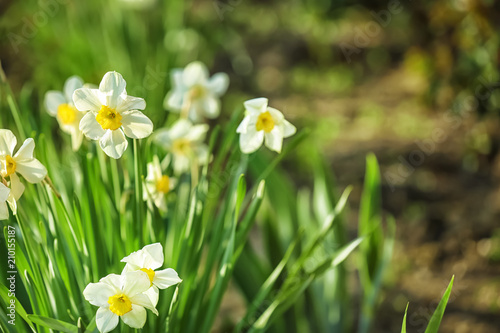 Beautiful blooming narcissuses outdoors