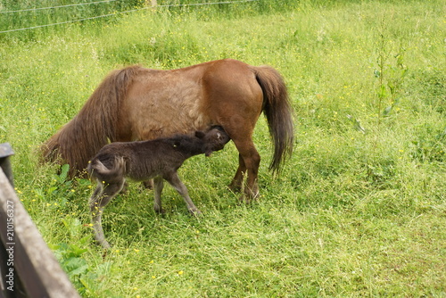 Shetland Pony Fohlen