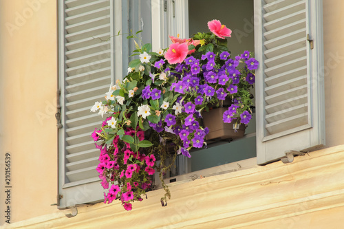 Rigogliosi fiori di vari colori esposti fuori da una finestra