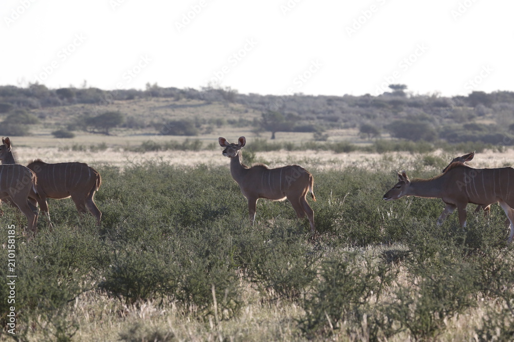 Naklejka premium Namibie