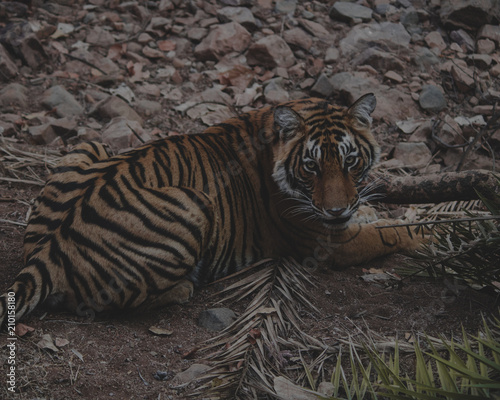 Photography Sub-adult tigress photographed in the month of April 2018