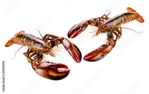 two lobsters isolated