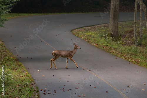 A deer crossing a rural road in the countryside.