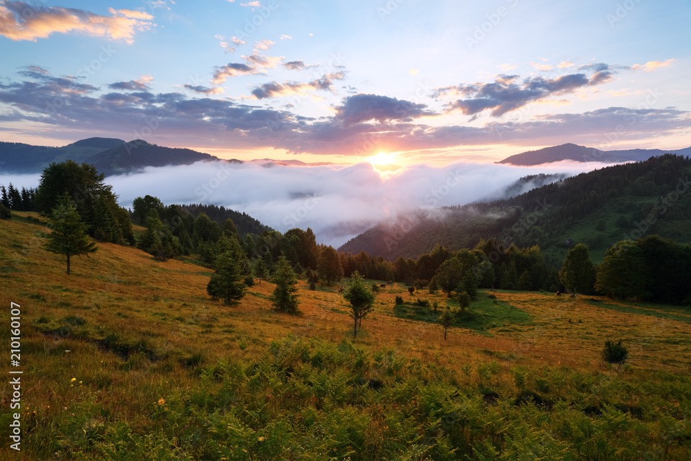 Mountain landscape. Sunrise in the clouds. Dense fog with nice soft light. On the lawn the grass and trees.