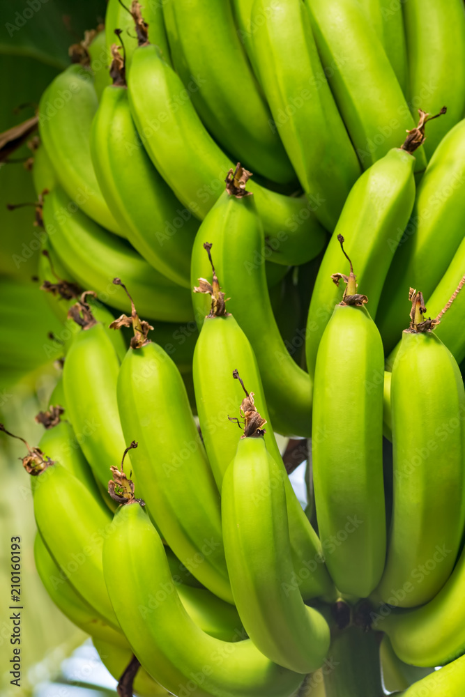 Bunch of the growing green bananas on the banana tree, close-up