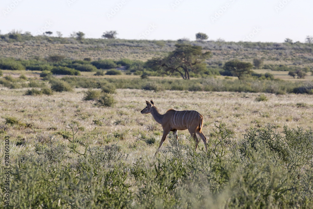 Fototapeta premium Namibie