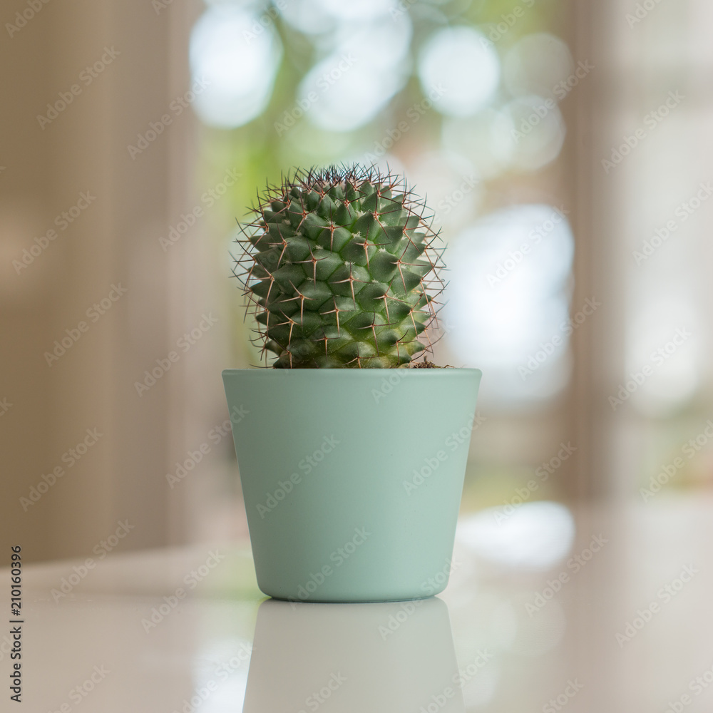 Decorative cactus on table with sunny bokeh background at home. Decorative cactus on table with sunny bokeh background at home.