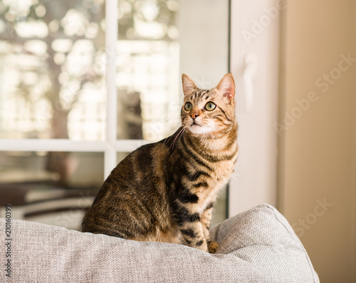 Fototapeta Naklejka Na Ścianę i Meble -  Domestic cat at home