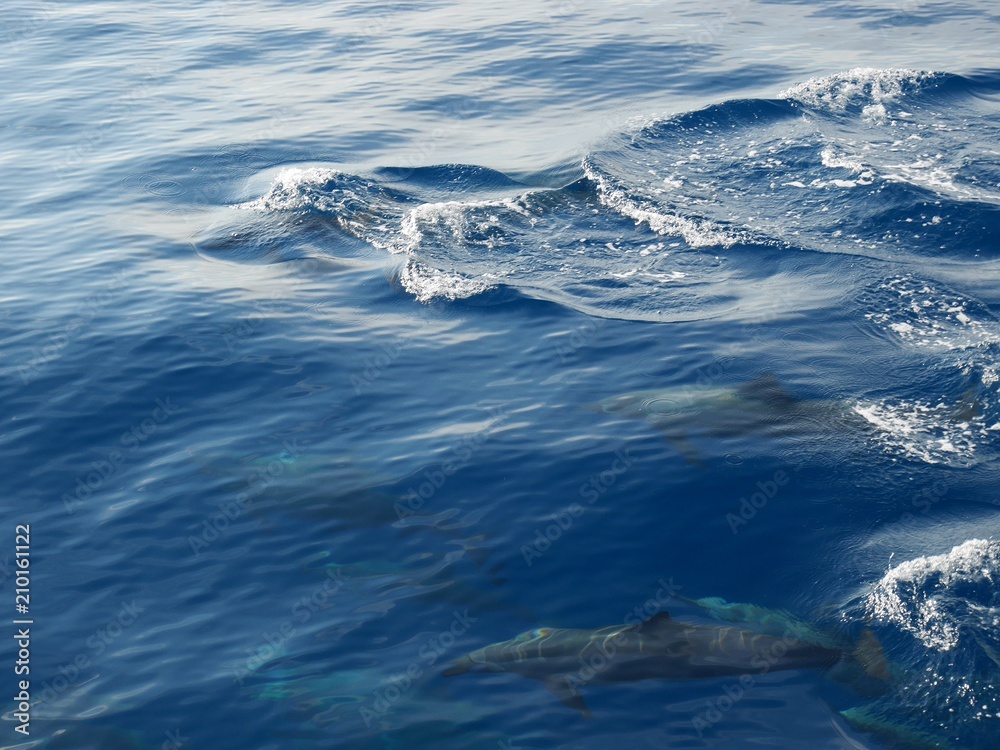 Wild dolphins in Pacific Ocean near Hualien, Taiwan Wild dolphins in Pacific Ocean near Hualien, Taiwan