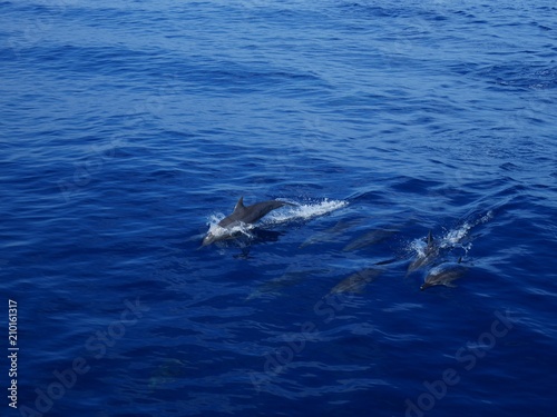 Wild dolphins in Pacific Ocean near Hualien, Taiwan